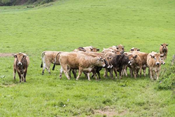 Malescombes France Avril 2017 Détail Quelques Vaches Dans Pré Herbe — Photo