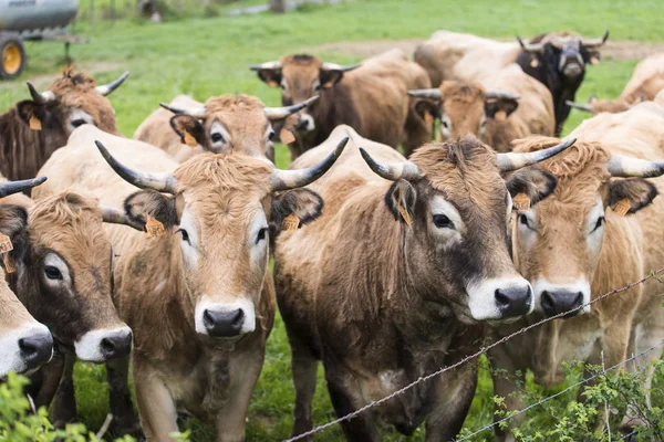 Malescombes Francia Abril 2017 Detalle Algunas Vacas Prado Hierba Verde — Foto de Stock