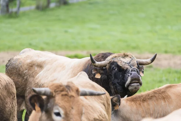 Malescombes France Avril 2017 Détail Quelques Vaches Dans Pré Herbe — Photo