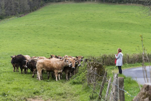 Malescombes Francia Abril 2017 Detalle Algunas Vacas Prado Hierba Verde —  Fotos de Stock