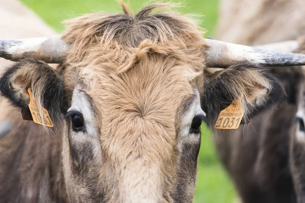 Malescombes Francia Abril 2017 Detalle Algunas Vacas Prado Hierba Verde — Foto de Stock