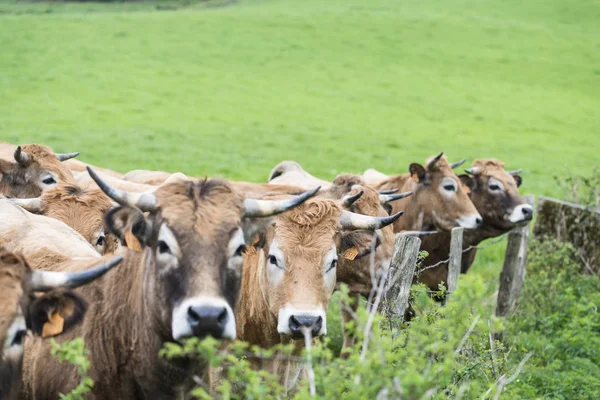 Malescombes France Avril 2017 Détail Quelques Vaches Dans Pré Herbe — Photo