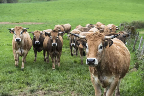 Malescombes Francia Abril 2017 Detalle Algunas Vacas Prado Hierba Verde — Foto de Stock