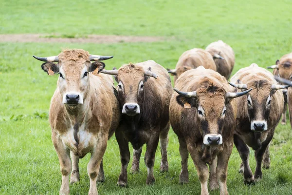 Malescombes Francia Abril 2017 Detalle Algunas Vacas Prado Hierba Verde —  Fotos de Stock