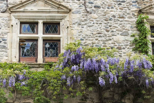 Old House Wisteria Flower Creeper — Stock Photo, Image