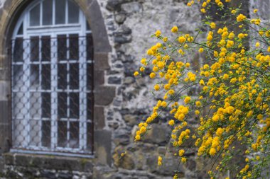 Sarı çiçekler ve eski pencere