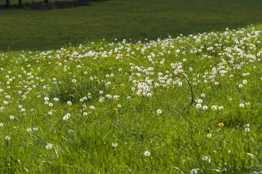 Fransa 'da baharda karahindiba dolu bir çayır..