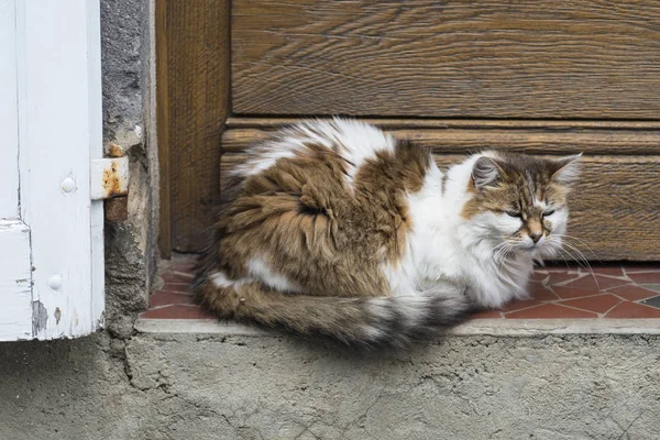 Gatito Duerme Una Ventana Alféizar —  Fotos de Stock