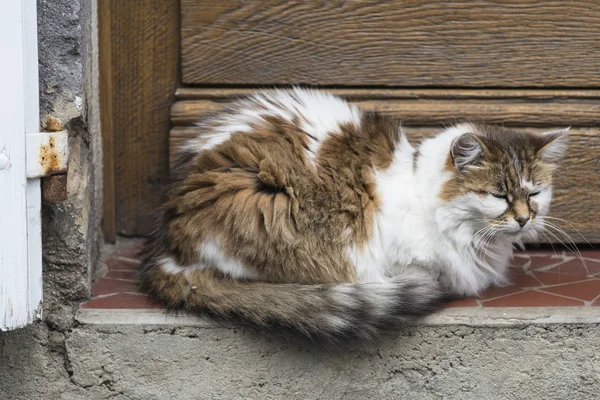 Kotek Śpi Parapecie — Zdjęcie stockowe