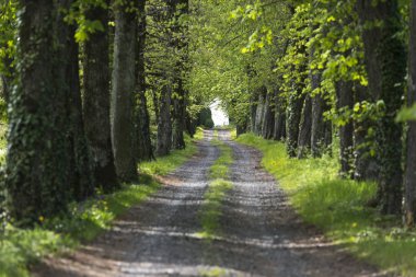 Kırsal yol Fransa 'da at kestanesi ile çevrili.
