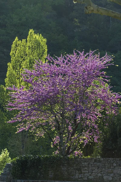 Drzewo Jakaranda Oświetlone Tyłu Entraygues Sur Truyere Francja — Zdjęcie stockowe