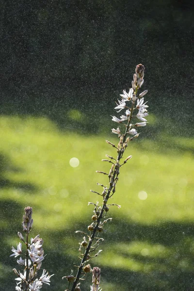 Detail Der Blüte Der Pflanze Asphodelus Albus Gebräuchlicher Name Weißer — Stockfoto