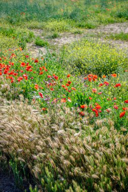 Mota del Marques İspanya 'nın otonom bölgelerinden biri olan Castilla y Leon' un Valladolid eyaletine bağlı belediyesi..