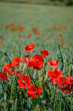 Mota del Marques İspanya 'nın otonom bölgelerinden biri olan Castilla y Leon' un Valladolid eyaletine bağlı belediyesi..