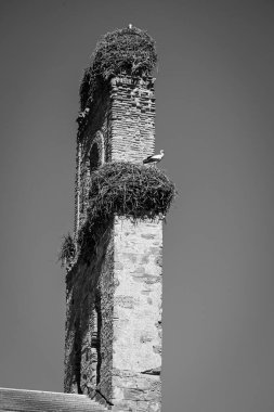 Zamora ilinin kuzeybatısındaki Granja de Moreruela belediyesine bağlı Santa Mara de Moreruela Manastırı 'ndaki leylekler (Castilla y Leon, İspanya)).