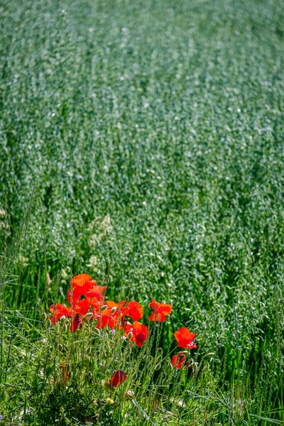 View Village Mota Del Marques Municipality Spain Located Province Valladolid — Stock Photo, Image