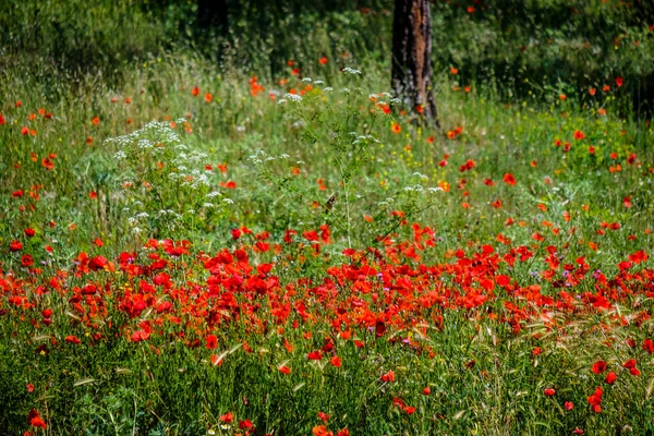 View Village Mota Del Marques Municipality Spain Located Province Valladolid — Stock Photo, Image