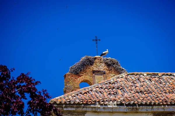 Cigüeña Nido Encima Campanario Una Iglesia Zamora España —  Fotos de Stock