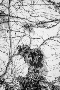 Sürüngen evin duvarına tırmanıyor, kuru parçaları var ve yaprakları yok..