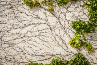 Sürüngen evin duvarına tırmanıyor, kuru parçaları var ve yaprakları yok..