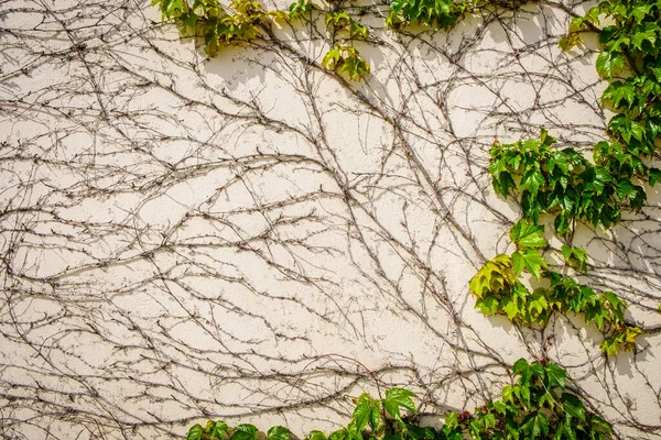 Creeper Climbing Wall House Already Dry Parts Leaves — Stock Photo, Image