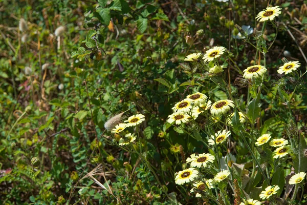 아프리카 데이지 African Daisies Osteospermum 속하는 속이다 — 스톡 사진