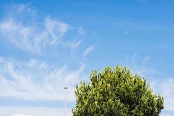 Detalj Några Tallar Skog Nära Kusten Galicien Med Blå Himmel — Stockfoto