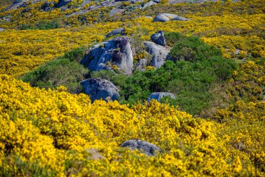 Çalılar Ulex Parviflorus, Suido dağ sırasındaki dikenli çalı bölge, Pontevedra ve Orense eyaletleri arasındaki Galiçya dağ sistemi..