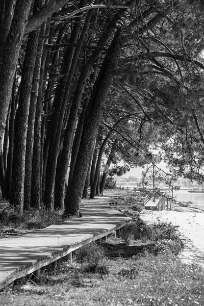 Waldspaziergang Der Nähe Eines Kiefernwaldes Der Küste Der Insel Arosa — Stockfoto