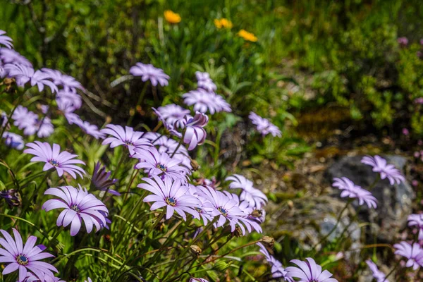 Grandes Marguerites Roses Dans Jardin Sauvage Galice Espagne — Photo