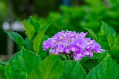Ortanca çiçekleri, süs bitkisi, genellikle ortanca olarak bilinir, Güney ve Doğu Asya ve Amerika 'ya özgü..