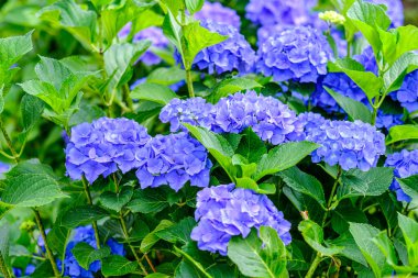 Ortanca çiçekleri, süs bitkisi, genellikle ortanca olarak bilinir, Güney ve Doğu Asya ve Amerika 'ya özgü..