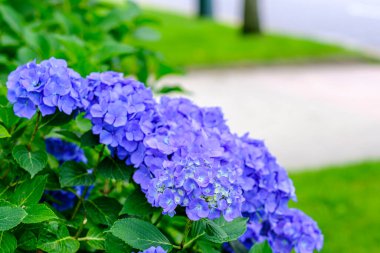 Ortanca çiçekleri, süs bitkisi, genellikle ortanca olarak bilinir, Güney ve Doğu Asya ve Amerika 'ya özgü..