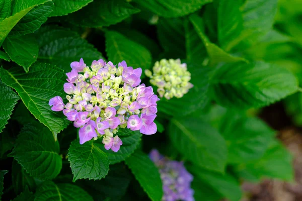 Ortanca çiçekleri, süs bitkisi, genellikle ortanca olarak bilinir, Güney ve Doğu Asya ve Amerika 'ya özgü..