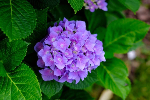 Ortanca çiçekleri, süs bitkisi, genellikle ortanca olarak bilinir, Güney ve Doğu Asya ve Amerika 'ya özgü..