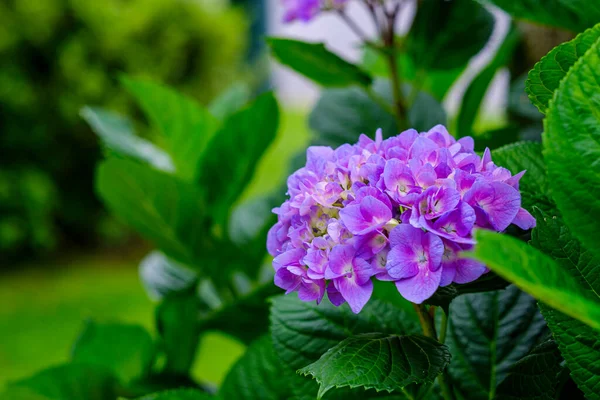 Ortanca Çiçekleri Süs Bitkisi Genellikle Ortanca Olarak Bilinir Güney Doğu — Stok fotoğraf