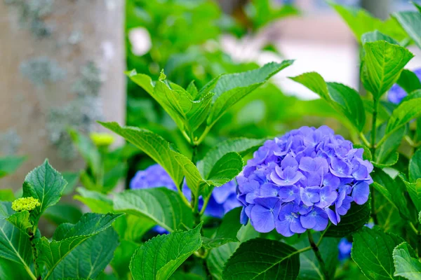 Ortanca çiçekleri, süs bitkisi, genellikle ortanca olarak bilinir, Güney ve Doğu Asya ve Amerika 'ya özgü..