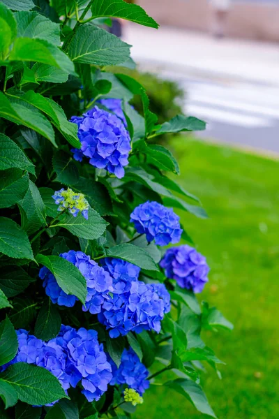 Ortanca çiçekleri, süs bitkisi, genellikle ortanca olarak bilinir, Güney ve Doğu Asya ve Amerika 'ya özgü..