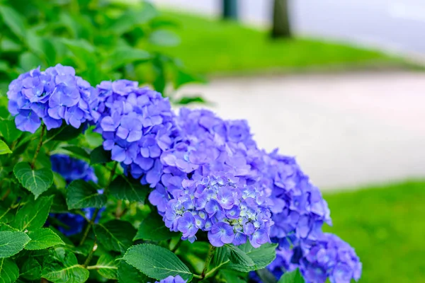 Ortanca çiçekleri, süs bitkisi, genellikle ortanca olarak bilinir, Güney ve Doğu Asya ve Amerika 'ya özgü..