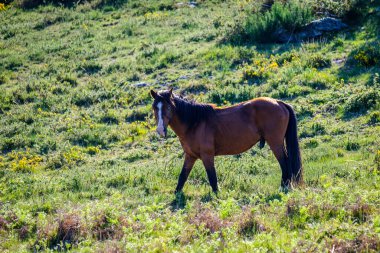 Galiçya 'nın Pontevedra ilindeki bir dağda (İspanya) yabani atlar otluyor.)
