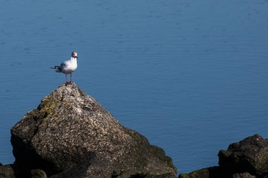 Galiçya 'da, Ria de Pontevedra' nın ortasındaki kayanın tepesindeki bir martı.)