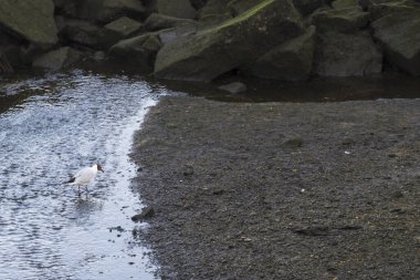 Leucophaeus atricilla, Galiçya 'nın Ria de Pontevedra kentinde (İspanya) yiyecek arayan, Laridae familyasından bir kuş türü.)