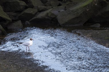 Leucophaeus atricilla, Galiçya 'nın Ria de Pontevedra kentinde (İspanya) yiyecek arayan, Laridae familyasından bir kuş türü.)