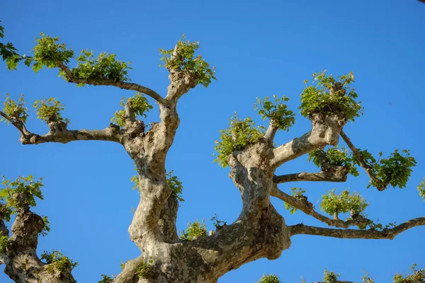 Szczegóły Przyciętego Drzewa Płaszczyzny Pierwszymi Pączkami Wiosny — Zdjęcie stockowe