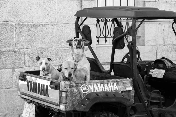 Ponte Caldelas Spain Травня 2018 Три Мисливських Собаки Трейлері Вантажівки — стокове фото