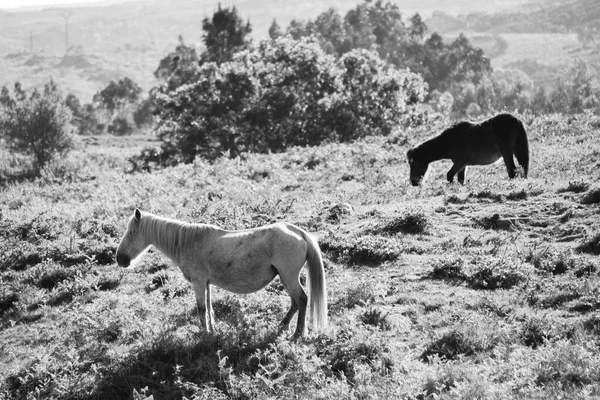 Caballos Salvajes Pastando Una Montaña Provincia Pontevedra Galicia España — Foto de Stock