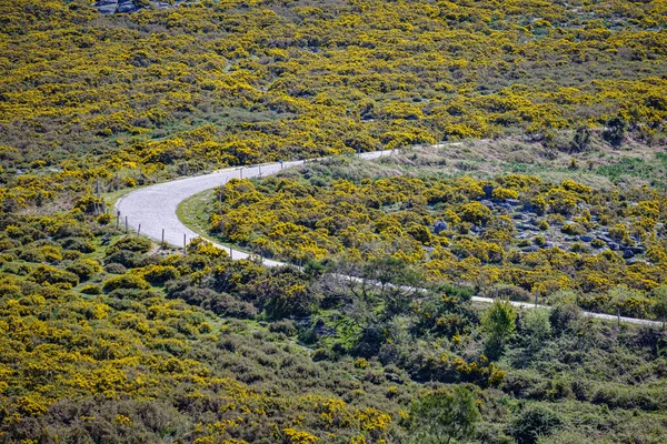 Weg Omgeven Door Ulex Parviflorus Doornige Struik Suido Bergketen Galicisch — Stockfoto