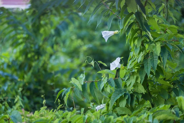 Convolvulus Arvensis Bindweed Cahiruela Espécie Planta Trepadeira Género Convolvulus Pertencente — Fotografia de Stock