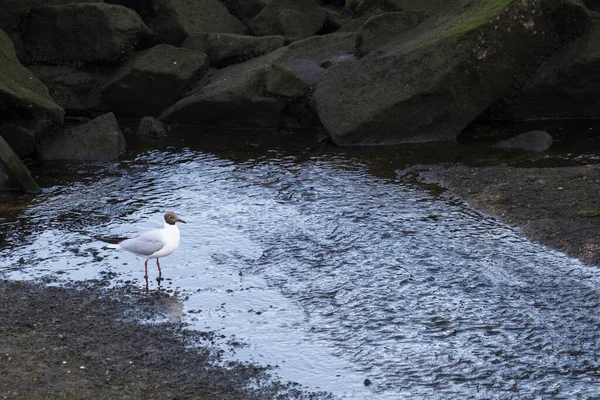 Leucophaeus Atricilla Una Especie Ave Charadriiforme Familia Laridae Que Busca — Foto de Stock