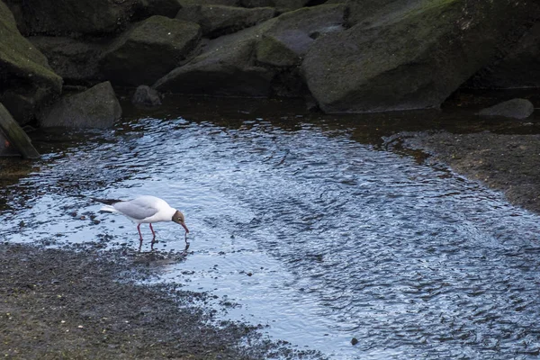 Leucophaeus Atricilla Una Especie Ave Charadriiforme Familia Laridae Que Busca — Foto de Stock